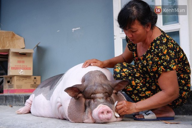 Người mẹ đơn thân ở Sài Gòn nuôi heo 100kg như thú cưng trong nhà: Nó đang giảm cân, con gái con đứa gì mập quá chừng! - Ảnh 7.