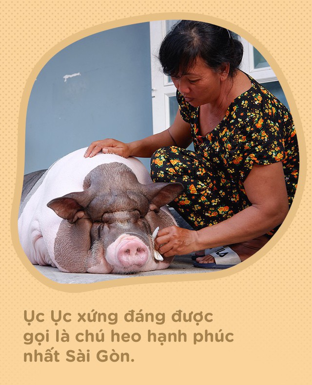 Người mẹ đơn thân ở Sài Gòn nuôi heo 100kg như thú cưng trong nhà: Nó đang giảm cân, con gái con đứa gì mập quá chừng! - Ảnh 10.