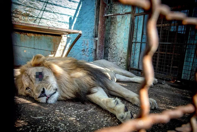 Khung cảnh bên trong “Sở thú địa ngục” tại Albania: Sư tử nằm thẫn thờ chờ chết, sói ốm yếu co ro - Ảnh 3.