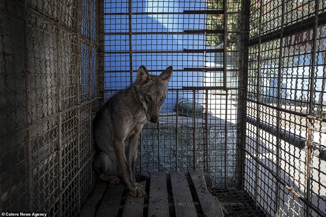Khung cảnh bên trong “Sở thú địa ngục” tại Albania: Sư tử nằm thẫn thờ chờ chết, sói ốm yếu co ro - Ảnh 5.