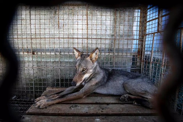 Khung cảnh bên trong “Sở thú địa ngục” tại Albania: Sư tử nằm thẫn thờ chờ chết, sói ốm yếu co ro - Ảnh 6.