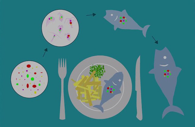 Nghiên cứu đầu tiên chứng minh cơ thể con người chúng ta đã xuất hiện hạt vi nhựa do ăn hải sản bị ô nhiễm - Ảnh 2.