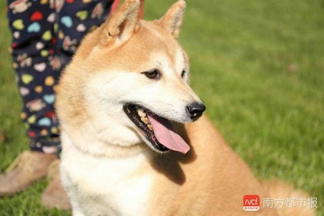 Chó Shiba bị tòa án Bắc Kinh bán đấu giá vì không thể thanh toán 3 năm dịch vụ ở khách sạn thú cưng - Ảnh 2.