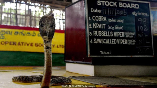 Tộc người rắn kỳ lạ tại Ấn Độ: ngành nghề độc đáo nhưng bị kỳ thị tại chính quê hương của mình - Ảnh 2.