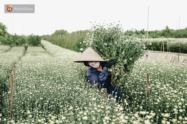 Cúc hoạ mi vào vụ mùa, nông dân Hà Nội hớn hở chào mừng khách đến mua hoa và chụp ảnh - Ảnh 11.