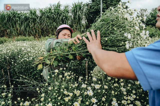 Cúc hoạ mi vào vụ mùa, nông dân Hà Nội hớn hở chào mừng khách đến mua hoa và chụp ảnh - Ảnh 12.