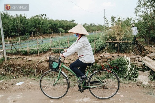 Cúc hoạ mi vào vụ mùa, nông dân Hà Nội hớn hở chào mừng khách đến mua hoa và chụp ảnh - Ảnh 14.