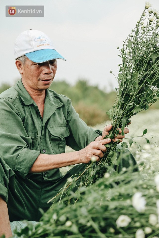 Cúc hoạ mi vào vụ mùa, nông dân Hà Nội hớn hở chào mừng khách đến mua hoa và chụp ảnh - Ảnh 18.
