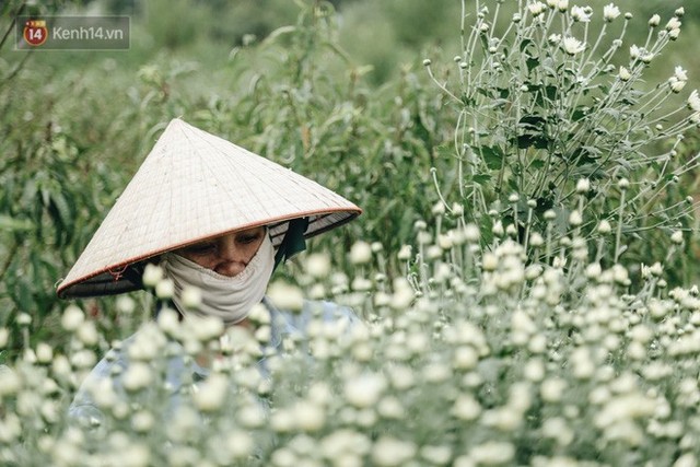 Cúc hoạ mi vào vụ mùa, nông dân Hà Nội hớn hở chào mừng khách đến mua hoa và chụp ảnh - Ảnh 23.