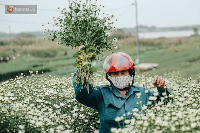 Cúc hoạ mi vào vụ mùa, nông dân Hà Nội hớn hở chào mừng khách đến mua hoa và chụp ảnh - Ảnh 6.