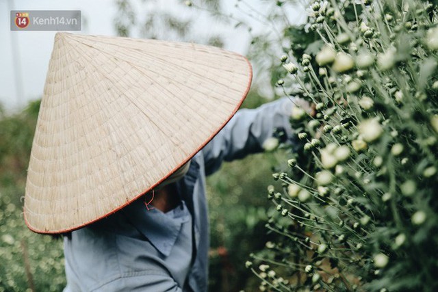 Cúc hoạ mi vào vụ mùa, nông dân Hà Nội hớn hở chào mừng khách đến mua hoa và chụp ảnh - Ảnh 9.