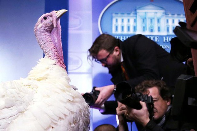 Tổng thống Trump xá tội cho gà tây dịp Lễ Tạ ơn - Ảnh 1.