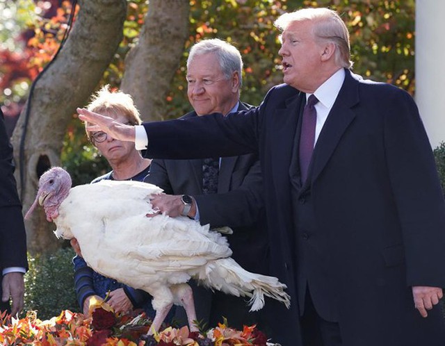 Tổng thống Trump xá tội cho gà tây dịp Lễ Tạ ơn - Ảnh 5.