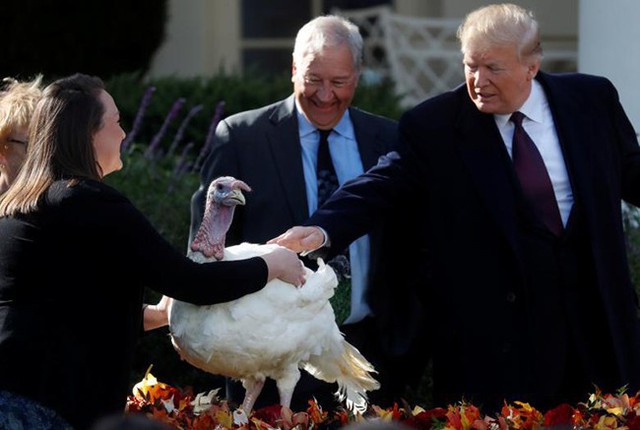 Tổng thống Trump xá tội cho gà tây dịp Lễ Tạ ơn - Ảnh 6.
