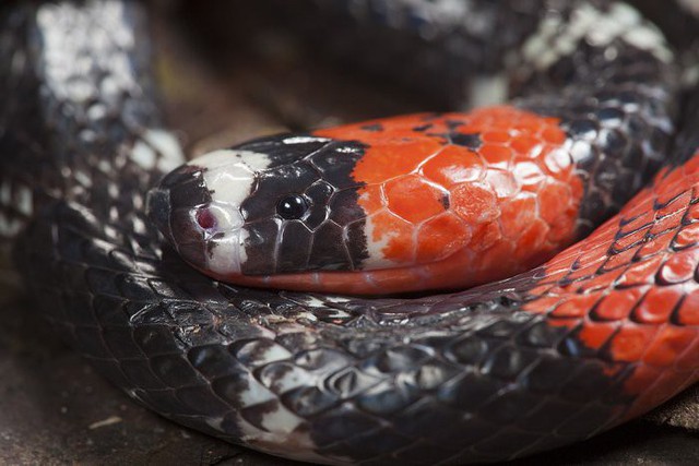 Khoa học vừa tìm ra một loài rắn mới, nhưng nơi tìm thấy nó thì không ai có thể tưởng tượng được - Ảnh 1.