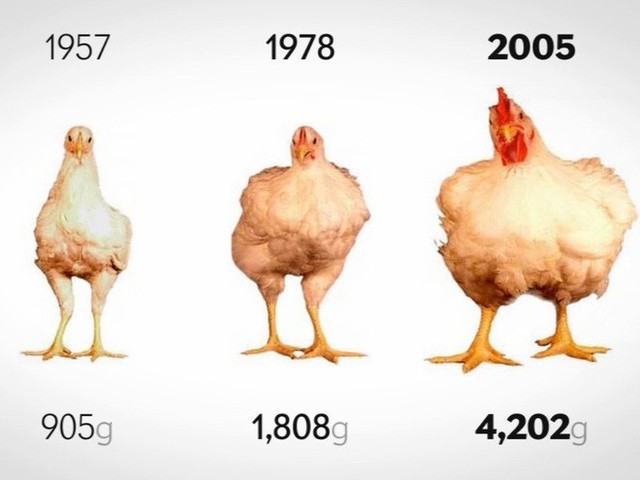 Sự thật: chúng ta đang sống trong kỷ nguyên của những con gà - Ảnh 3.
