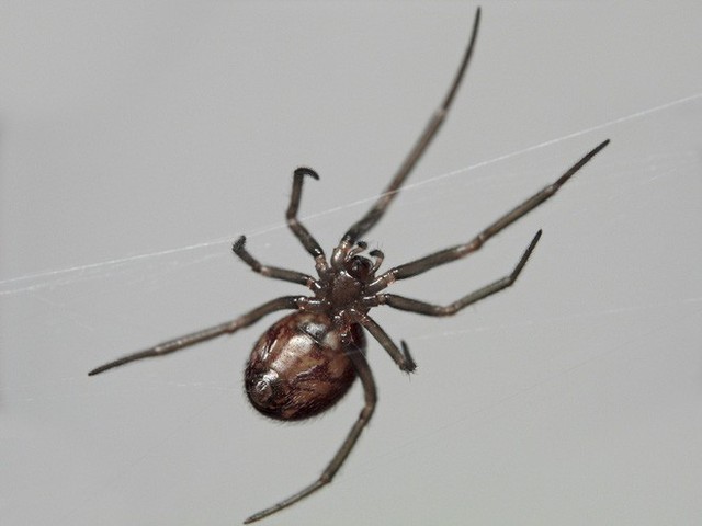 Khoa học bảo là đừng giết nhện, vừa bớt nghiệp sát sinh lại tốt cho hộ gia đình - Ảnh 1.
