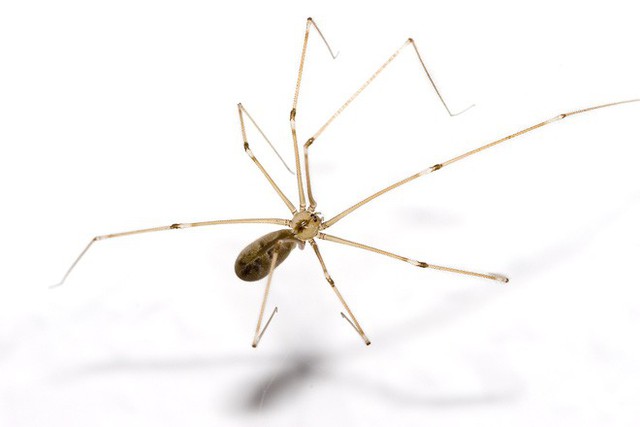 Khoa học bảo là đừng giết nhện, vừa bớt nghiệp sát sinh lại tốt cho hộ gia đình - Ảnh 2.