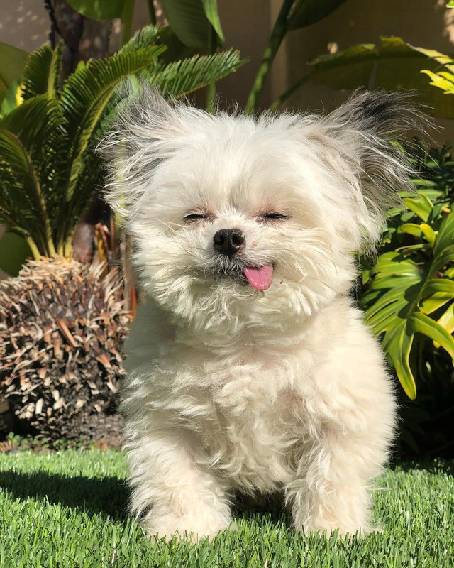Norbert - chú chó hot Instagram dùng sự cute vô đối chữa lành vết thương tâm hồn cho mọi người - Ảnh 1.