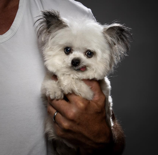 Norbert - chú chó hot Instagram dùng sự cute vô đối chữa lành vết thương tâm hồn cho mọi người - Ảnh 14.