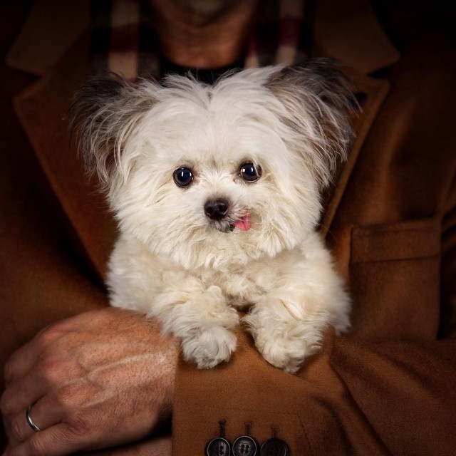 Norbert - chú chó hot Instagram dùng sự cute vô đối chữa lành vết thương tâm hồn cho mọi người - Ảnh 5.