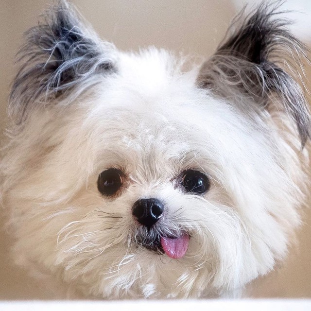 Norbert - chú chó hot Instagram dùng sự cute vô đối chữa lành vết thương tâm hồn cho mọi người - Ảnh 10.