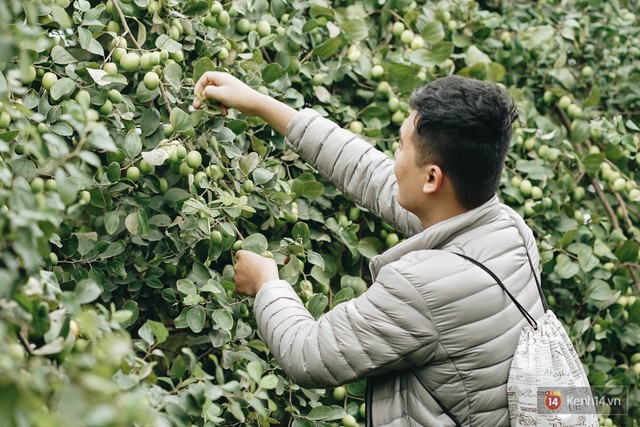 Trường ĐH duy nhất Việt Nam có vườn táo, vườn hoa cải được phép ăn tẹt ga, sống ảo cực chất chỉ với 15 nghìn - Ảnh 4.