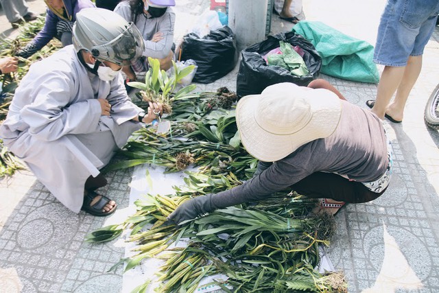Lan rừng xuống phố đắt hàng ở Sài Gòn - Ảnh 1. Lan rừng xuống phố đắt hàng ở Sài Gòn - Ảnh 1.