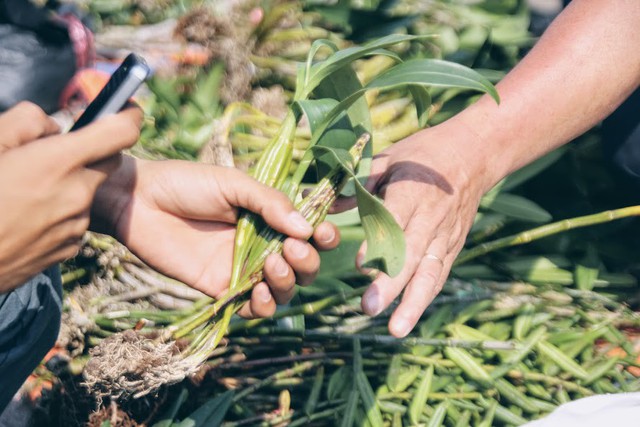 Lan rừng xuống phố đắt hàng ở Sài Gòn - Ảnh 4. Lan rừng xuống phố đắt hàng ở Sài Gòn - Ảnh 4.