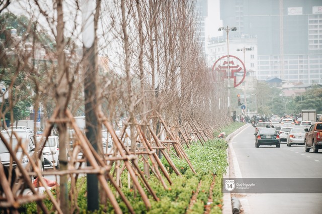 Hà Nội: Hàng cây phong lá đỏ từng được ví như những cành củi khô bắt đầu nảy lộc đúng dịp Tết - Ảnh 1.