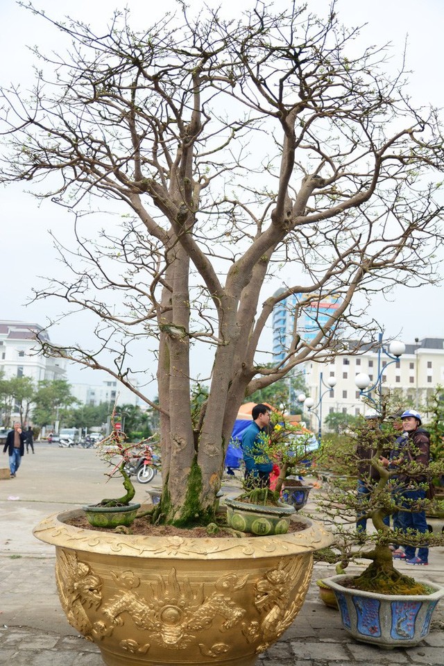 Cây mai khủng hơn 100 tuổi được chủ nhân định giá 2 tỉ vẫn chưa có chủ mới sau 3 mùa Tết - Ảnh 1. Cây mai khủng hơn 100 tuổi được chủ nhân định giá 2 tỉ vẫn chưa có chủ mới sau 3 mùa Tết - Ảnh 1.