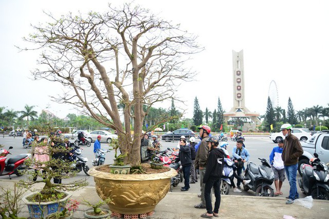 Cây mai khủng hơn 100 tuổi được chủ nhân định giá 2 tỉ vẫn chưa có chủ mới sau 3 mùa Tết - Ảnh 3. Cây mai khủng hơn 100 tuổi được chủ nhân định giá 2 tỉ vẫn chưa có chủ mới sau 3 mùa Tết - Ảnh 3.