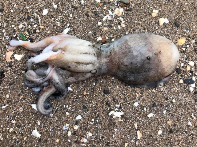 Những bí ẩn đau đầu các nhà khoa học từ 2017 qua 2018: Hàng nghìn con bạch tuộc tự tử, thành phố cổ bị ám trên biển - Ảnh 2.