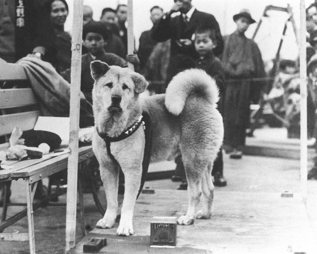 Câu chuyện cảm động về chú chó hơn 9 năm đợi người chủ quá cố ở sân ga rồi ra đi trong niềm tiếc thương của cả nước Nhật - Ảnh 1.
