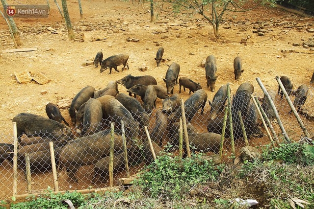 23 tuổi bỏ Đại học, về nhà nuôi lợn rừng kiếm 250 triệu đồng/năm - Ảnh 2.