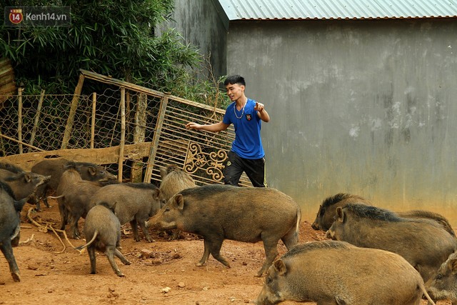 23 tuổi bỏ Đại học, về nhà nuôi lợn rừng kiếm 250 triệu đồng/năm - Ảnh 12.