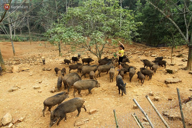 23 tuổi bỏ Đại học, về nhà nuôi lợn rừng kiếm 250 triệu đồng/năm - Ảnh 4.
