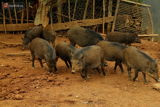 23 tuổi bỏ Đại học, về nhà nuôi lợn rừng kiếm 250 triệu đồng/năm - Ảnh 5.