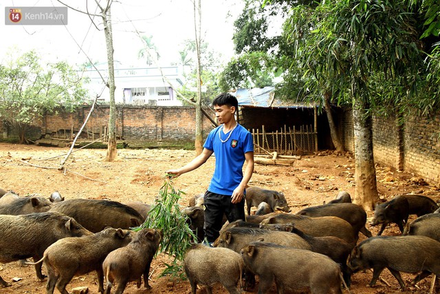 23 tuổi bỏ Đại học, về nhà nuôi lợn rừng kiếm 250 triệu đồng/năm - Ảnh 7.