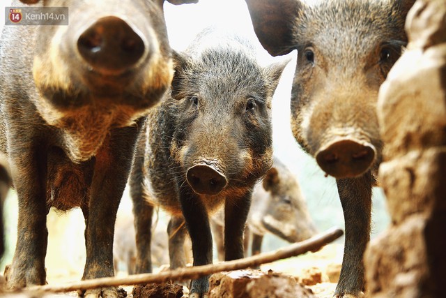 23 tuổi bỏ Đại học, về nhà nuôi lợn rừng kiếm 250 triệu đồng/năm - Ảnh 8.