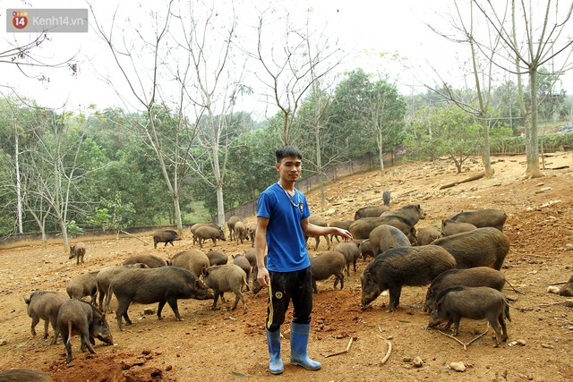 23 tuổi bỏ Đại học, về nhà nuôi lợn rừng kiếm 250 triệu đồng/năm - Ảnh 9.