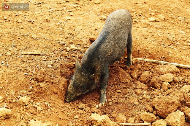 23 tuổi bỏ Đại học, về nhà nuôi lợn rừng kiếm 250 triệu đồng/năm - Ảnh 10.