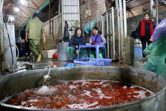 Chợ cá lớn nhất Hà Nội rực vàng trước ngày cúng ông Công ông Táo - Ảnh 11.
