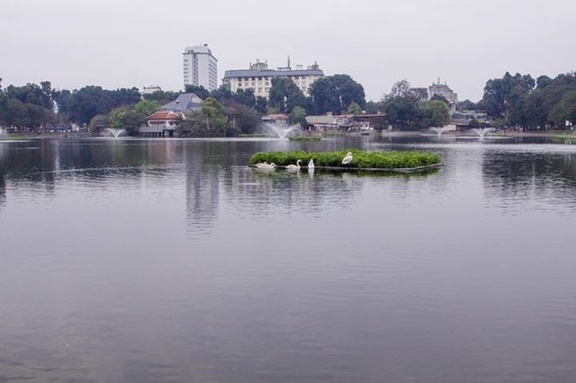 Đàn thiên nga ở hồ Gươm được đưa sang hồ Thiền Quang - Ảnh 1.