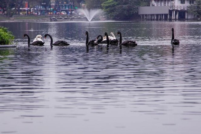 Đàn thiên nga ở hồ Gươm được đưa sang hồ Thiền Quang - Ảnh 2.
