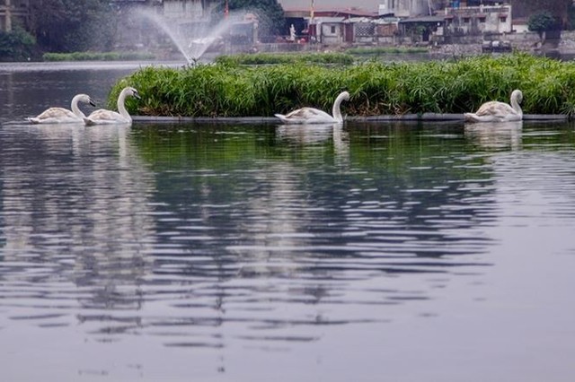 Đàn thiên nga ở hồ Gươm được đưa sang hồ Thiền Quang - Ảnh 3.