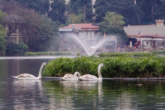 Đàn thiên nga ở hồ Gươm được đưa sang hồ Thiền Quang - Ảnh 5.