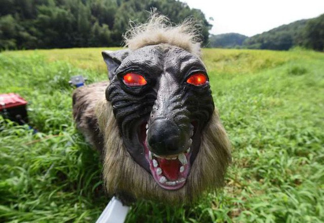 Nông dân Nhật Bản dùng robot chó sói để bảo vệ mùa màng nhưng thoạt nhìn trông thật khiếp sợ - Ảnh 1.