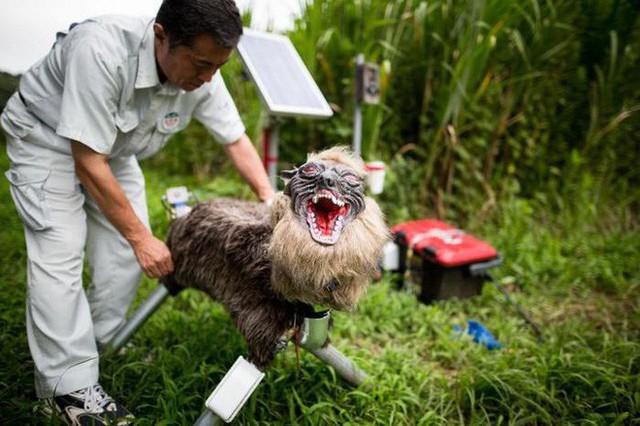 Nông dân Nhật Bản dùng robot chó sói để bảo vệ mùa màng nhưng thoạt nhìn trông thật khiếp sợ - Ảnh 2.
