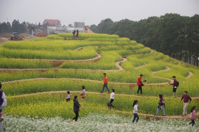Cư dân mạng bỗng dưng phát hiện ra vườn hoa cải trắng và ruộng bậc thang chỉ cách Hà Nội có 20km - Ảnh 1.